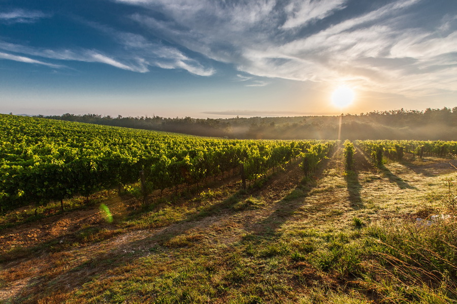 Toscana vigne