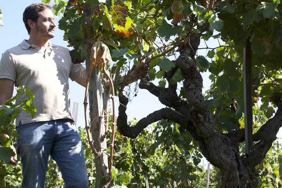 I Custodi Delle Vigne Dell' Etna