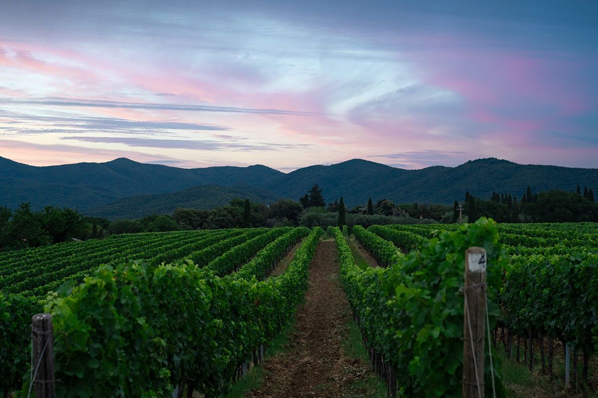 Castello di Bolgheri