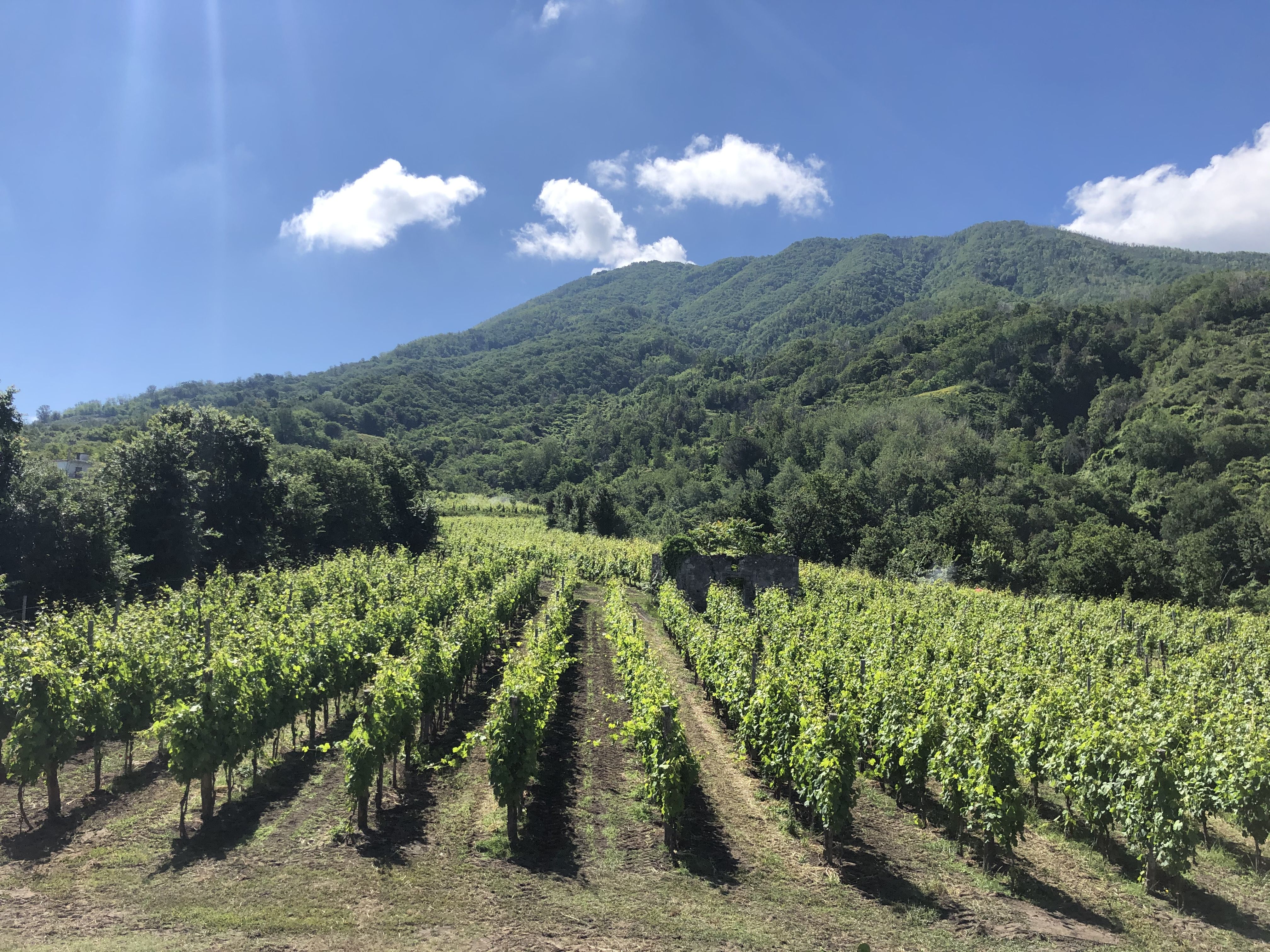 Cantine Olivella