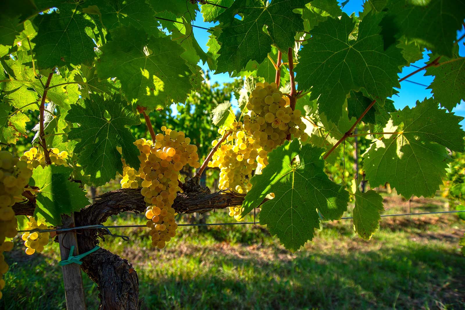 Tenuta Le Calcinaie