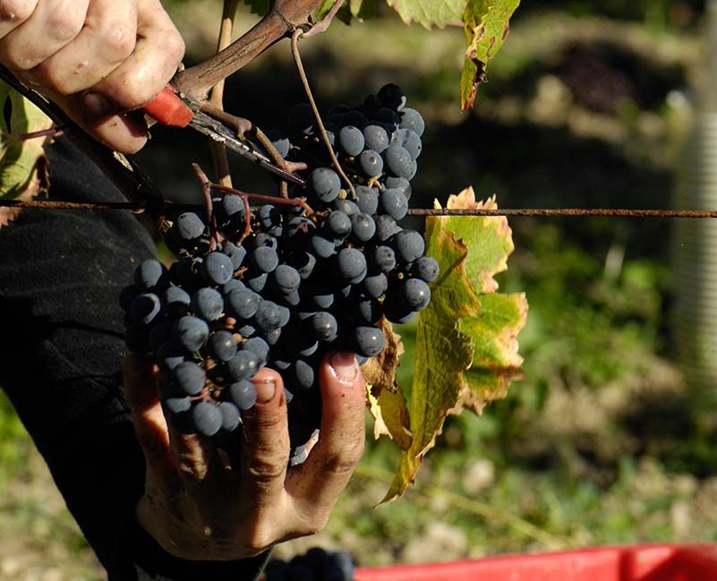 Domaine De La Chevalerie