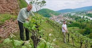 Weingut Steintal
