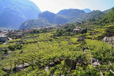 Caves Cooperatives De Donnas