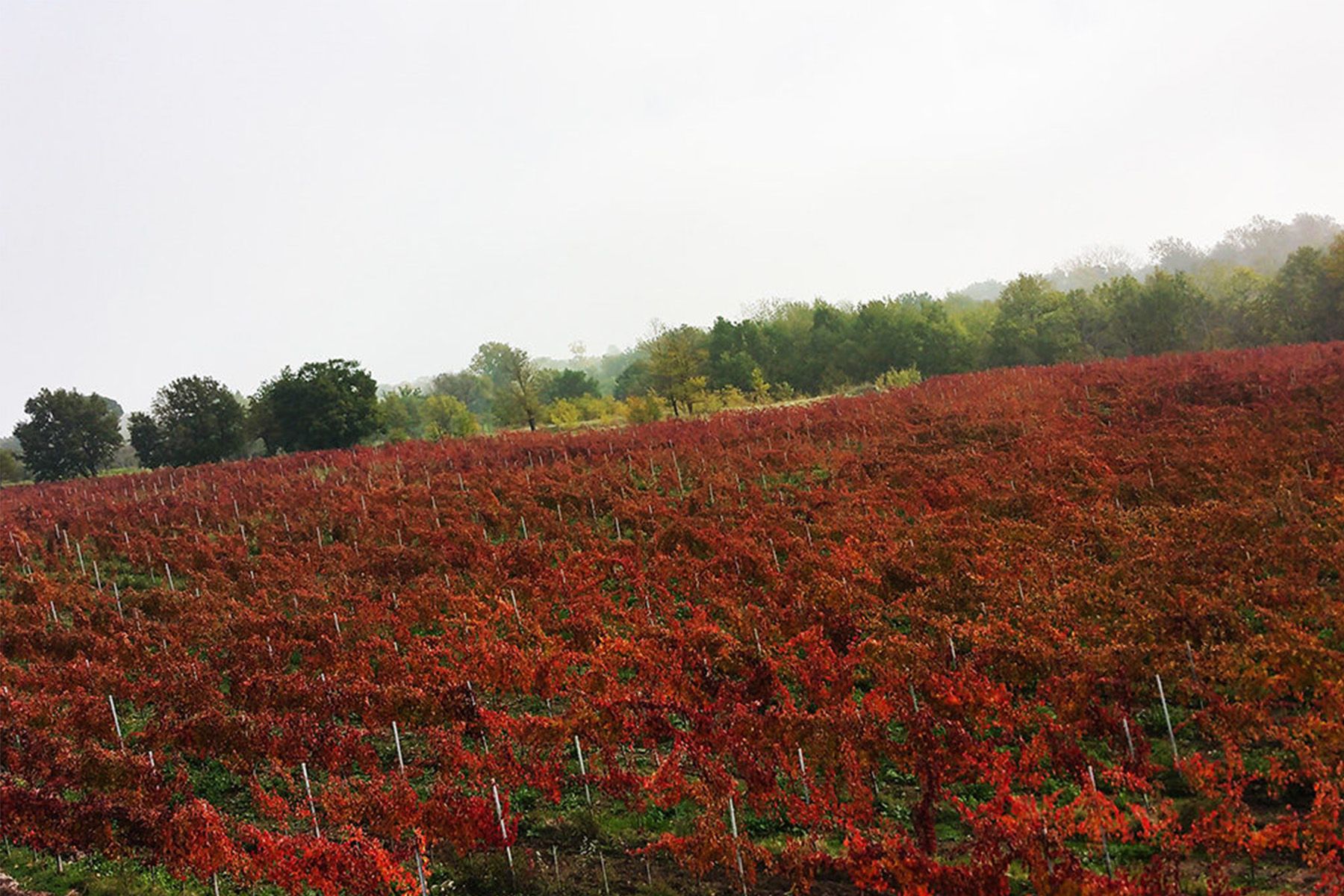 Tenuta Del Meriggio