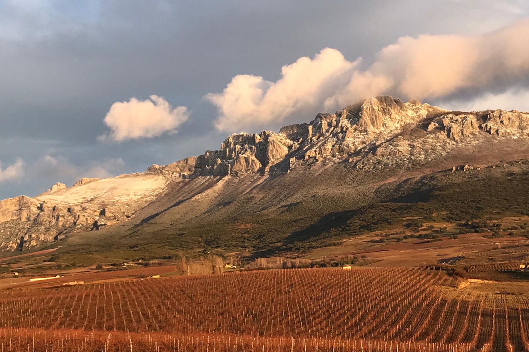 Vinedos Pujanza