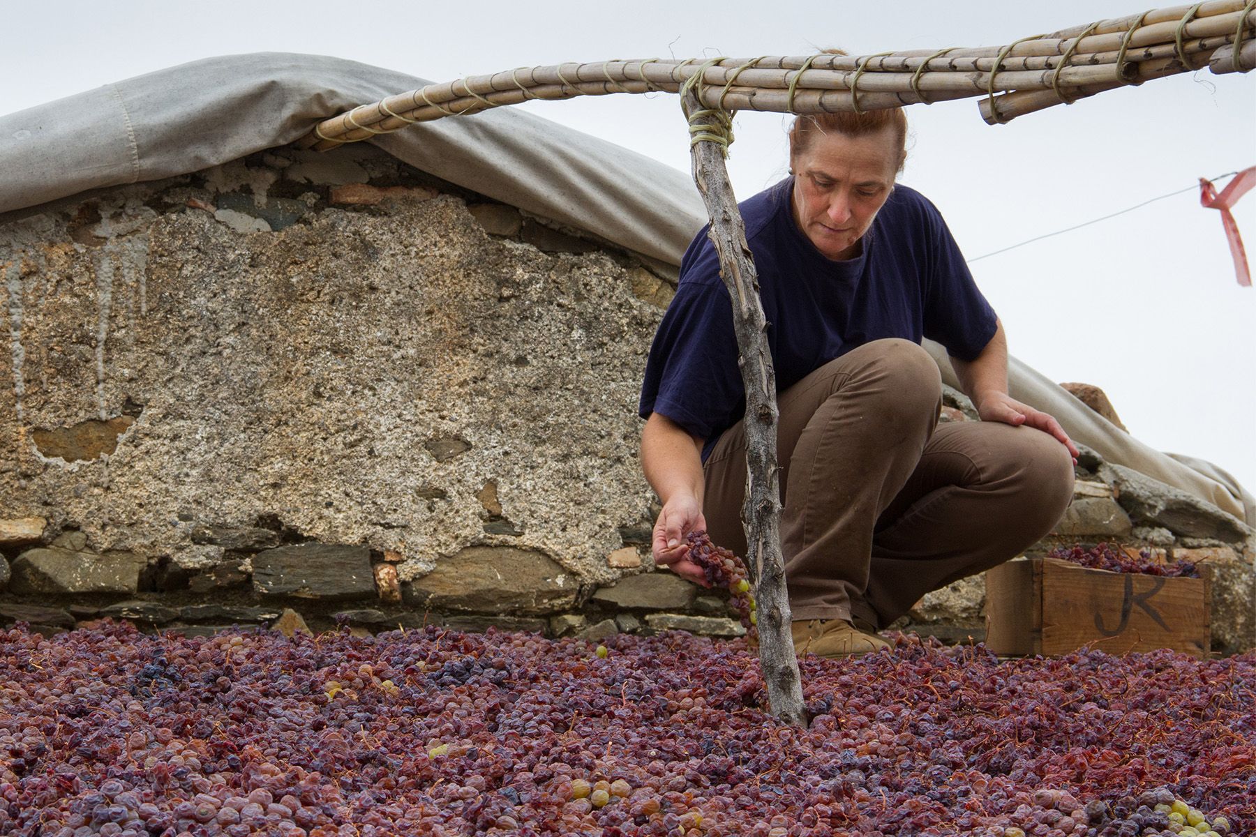 Vinedos Verticales