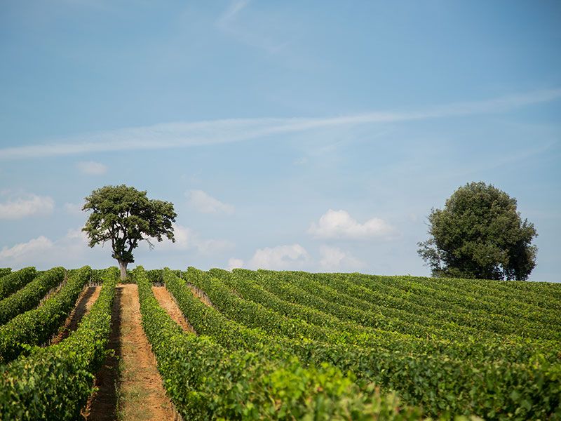 Tenuta Di Sesta