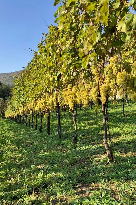 Tenuta San Francesco