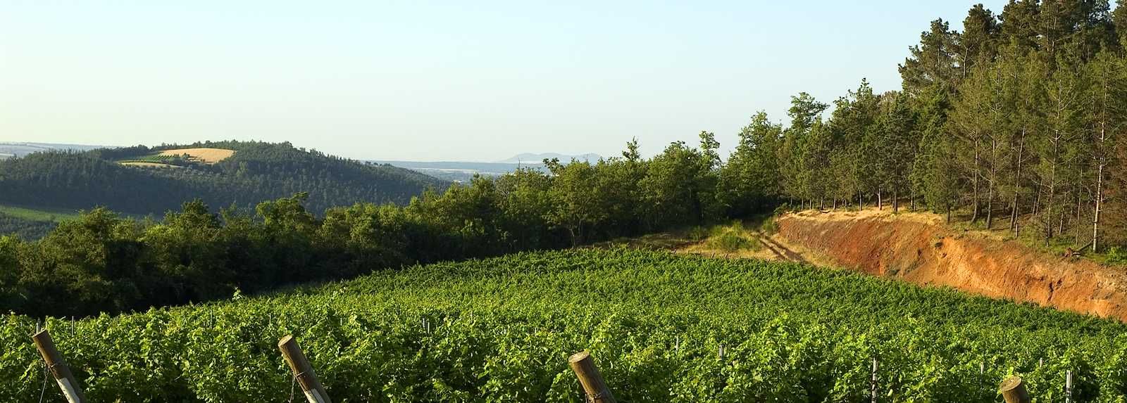 Antinori Fattoria Aldobrandesca