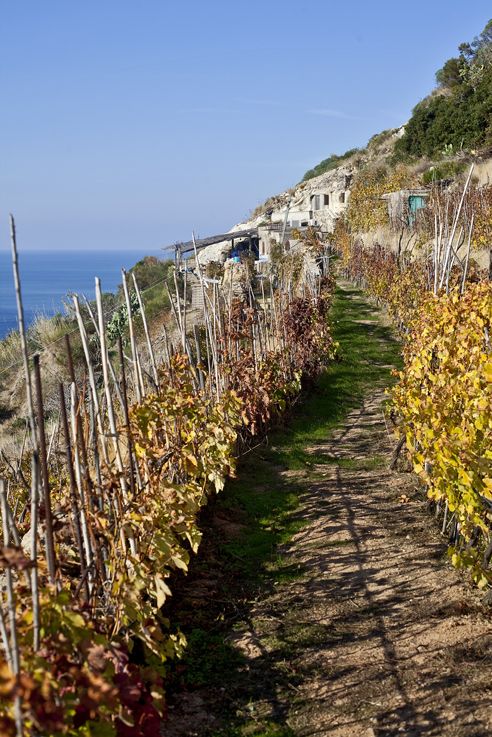 Antiche Cantine Migliaccio