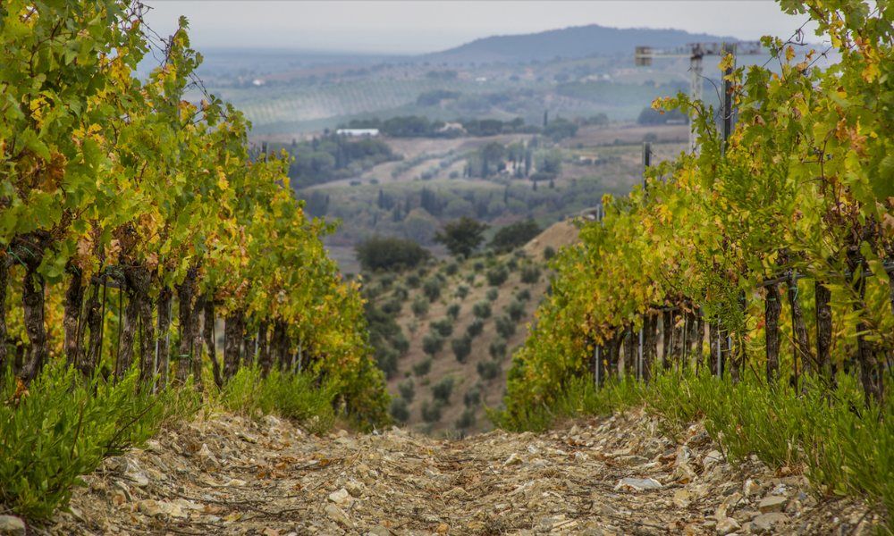 Fattoria Di Magliano