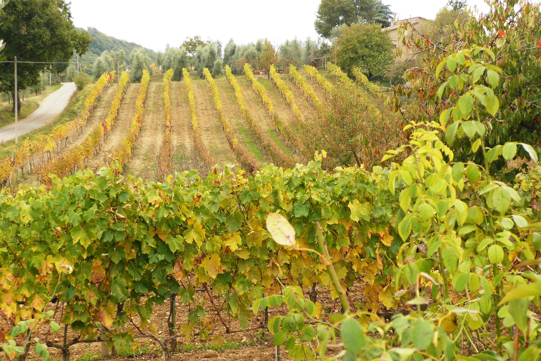 Podere Fornacella